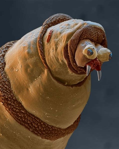 7 Totally Awesome And Terrifying Objects Under A Microscope