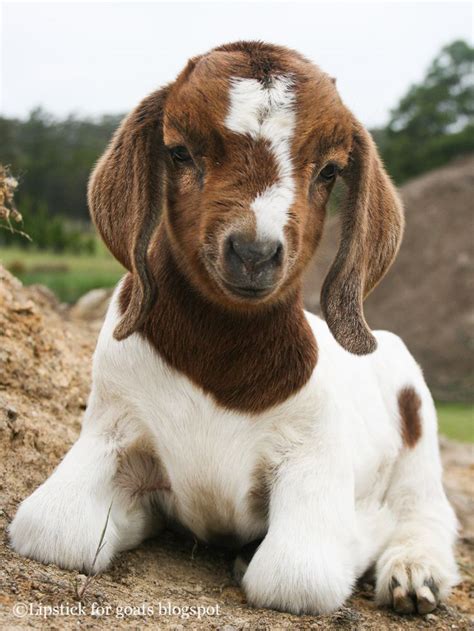 Baby Boer Goat Such A Cutie Cute Goats Animals Beautiful Baby Goats