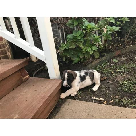 Or advertise your aussie puppies for free. black mouth cur australian shepherd mix in Mt. Pleasant ...