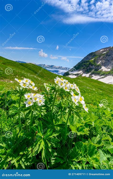 The Snow Capped Mountain Peaks In The Tropical Forest Stock Image