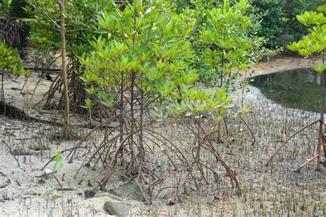 Mangrove Trees With Prop Root And Aerial Roots Pneumatophore Pencil