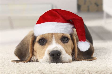 Dog Beagle Puppy Wearing Christmas Hat Date 14709078 Framed Prints