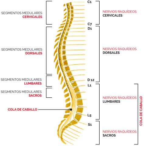 Anatomia De Esqueleto Humana Da Medula Espinal Com Etiquetas Detalhadas