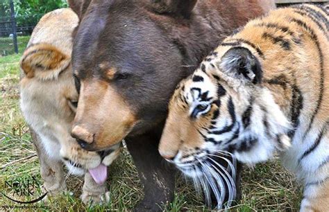 Bear Lion And Tiger Brothers Havent Left Each Others Side For 15