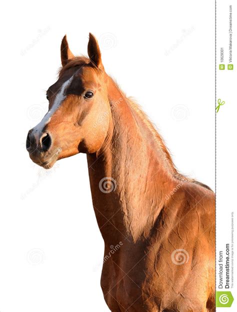1023 x 681 jpeg 98 кб. Brown Arabian Horse Isolated Stock Image - Image of ...