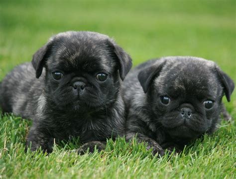 Cute Brindle Pug Puppies Pugs Not Drugs Pinterest