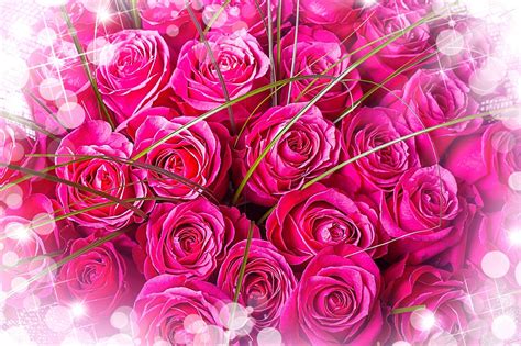 Download Bright Pink Roses Bouquet Wallpaper
