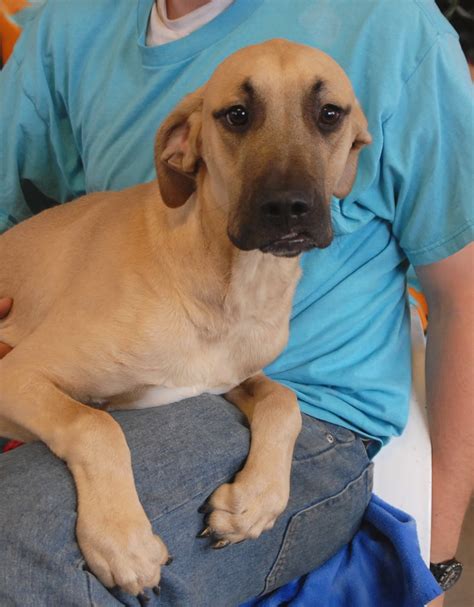 As black mouth curs mature into adulthood, be sure to keep clear who the pack leader is. Geronimo, a Black Mouth Cur puppy debuting for adoption today.