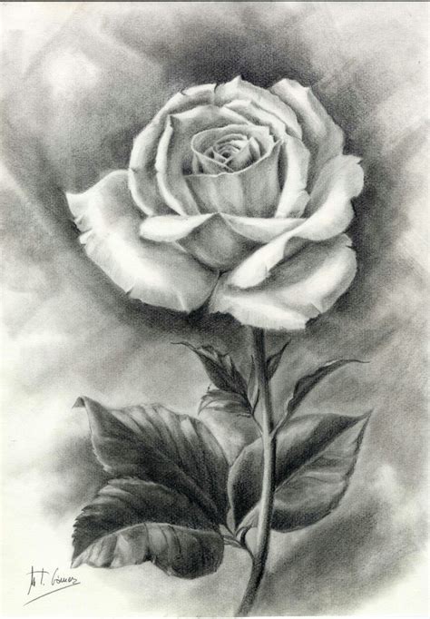 Rosa Dibujo L Piz M Teresa G Mez Pencil Drawings Of Flowers