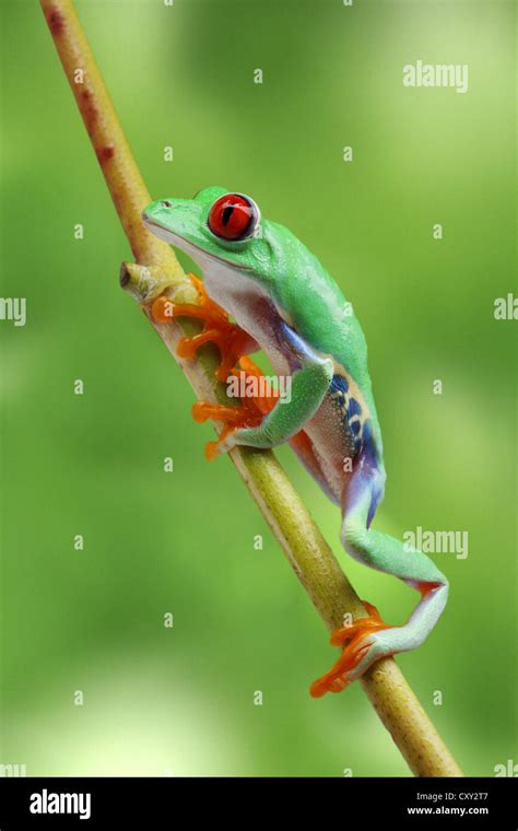 Red Eyed Tree Frog Agalychnis Callidryas Climbing A Branch Stock