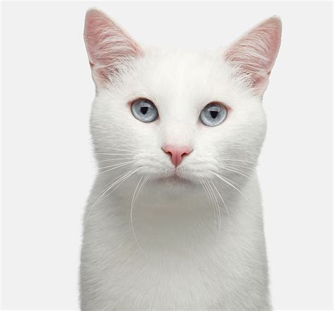 Razones Por Las Que Los Gatos Blancos Son Únicos Y Especiales Petsgurú