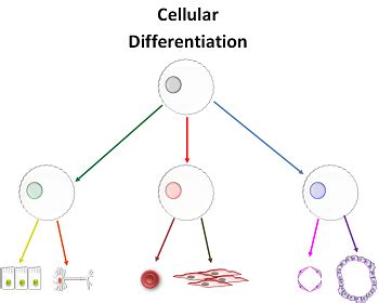 Compared with normal cells, tumor cells have abnormal metabolism and proliferation. Applications of Cell Differentiation: Benefits & Risks ...