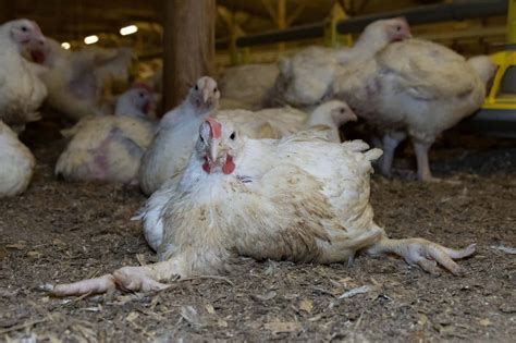 Revealed Morrisons Chickens Filmed Deformed And Dying In Pain