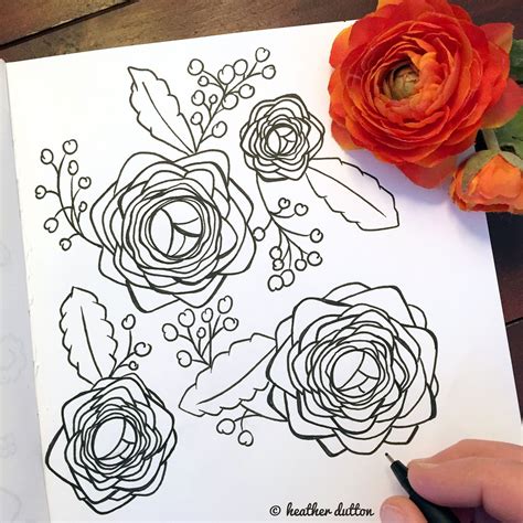 Ranunculus Flower Drawing Drawings Botanical Line Drawing
