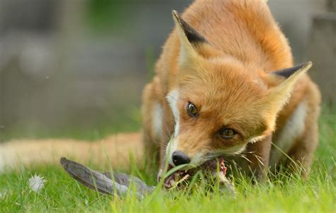 Red Fox Eating A Pigeon Dog Doctor Fox Fox Eat