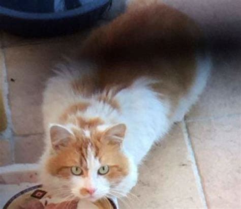 adopted white and ginger long haired cat preston 3072 melbourne vic