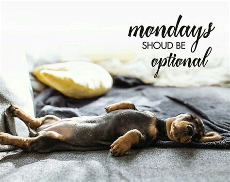 Monday Weenie Dogs Funny Dogs Dachshund