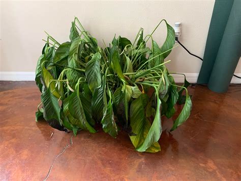 Whats Wrong With This Peace Lily It Was Ted To Me Like This And