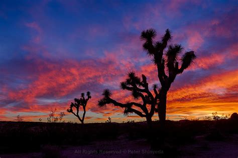 California Death Valley Joshua Tree And Others Feb 2016