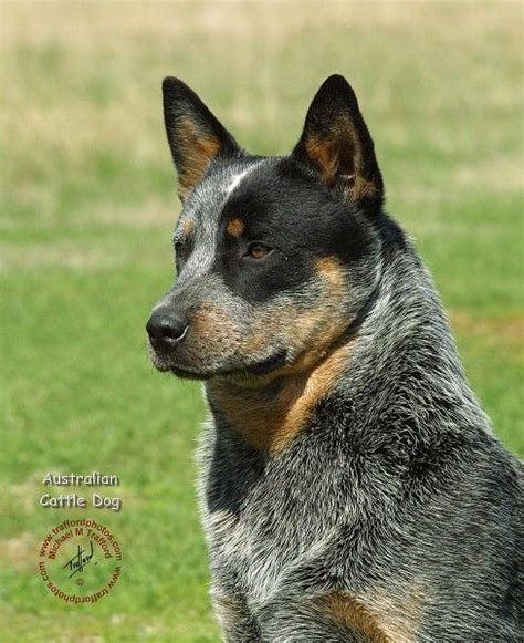 Blue Heeler Australian Cattle Dog They Are So Gorgeous