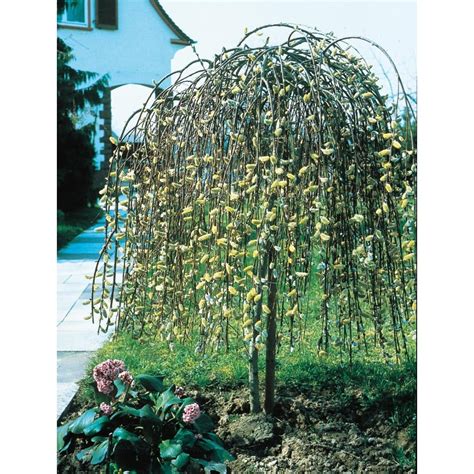 Shop 875 Gallon Pink Weeping Pussy Willow Tree Feature Shrub Lw01654 At
