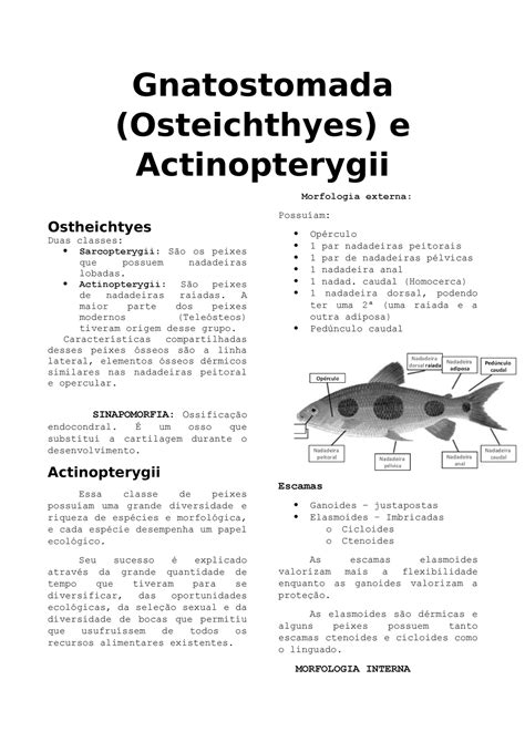Gnathostomata Osteichthyes E Actinopterygii Ostheichtyes Duas