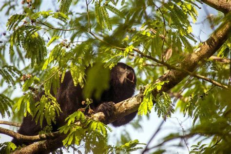 Indonesia's tropical forests are of global importance, covering over 98 million hectares (242,163,274 acres). 11 Amazing Rainforest Animals | Rainforest Alliance