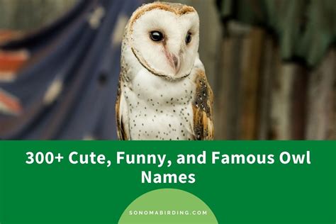 300 Cute Funny And Famous Owl Names Sonoma Birding