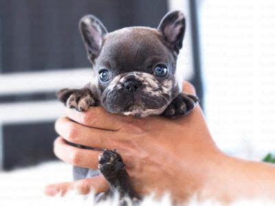 The following puppy for sale ads are all located in the state of alabama in order to make it simple for residents there french bulldog. 13,000.00 Sold Name: Bambi Breed: Micro Poodle Color ...