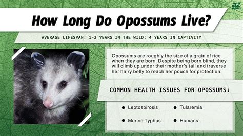 Opossum Lifespan How Long Do Opossums Live A Z Animals