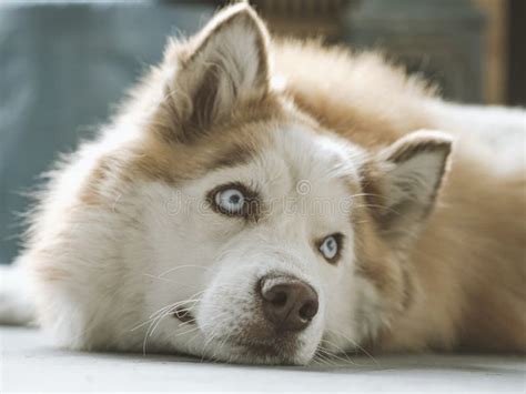 Portrait Of Gorgeous Siberian Husky Dog Husky With Beautiful Blue Eyes