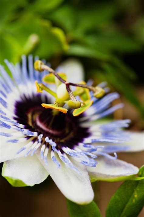 Passiflora Caerulea Blue Passion Flower I Bought This Pl Flickr