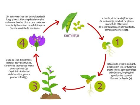 Ciclul De Viata La Plante Biology Quiz