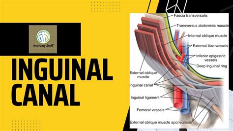 Inguinal Canal Anatomy Youtube