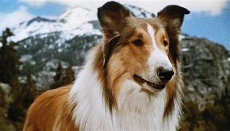 Sir Edwin Fluffer Recalls Lassie