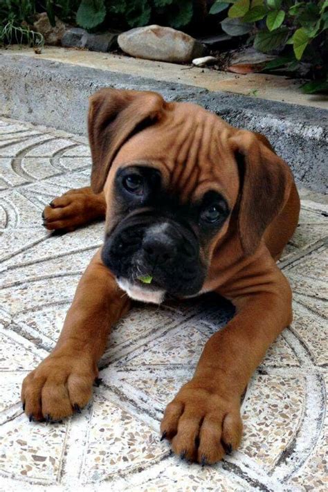 It has a massive body, with a large and square head, and a broad muzzle. Pin by Jennifer Jackson on Jackson | Dogs, French bull ...