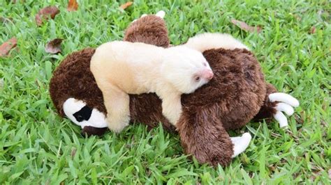 Orphaned Baby Sloth Clings Onto Stuffed Animal For