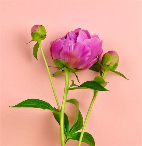 Watch 12 Surprising Facts All Peony Enthusiasts Should Know Summer Flowers Garden Growing