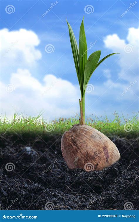 Coconut Seedlings Stock Photo Image Of Bright Earth 22899848