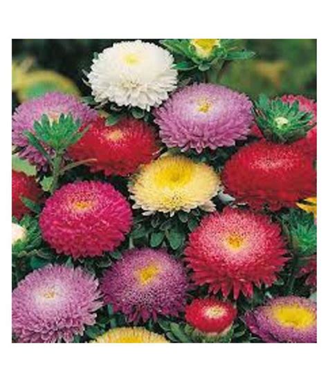 Aster Mixed Flower Seeds 50 Pack Buy Aster Mixed Flower Seeds 50