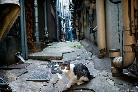 Japanese Alley Cat — Tokyo Times