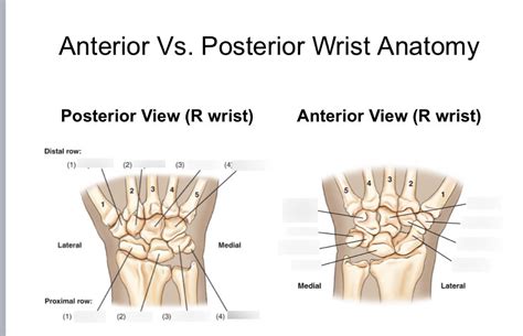Anterior Vs Posterior Wrist Anatomy Diagram Quizlet