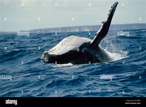 Humpback Whale Megaptera Novaeangliae Breaching Tonga Stock Photo