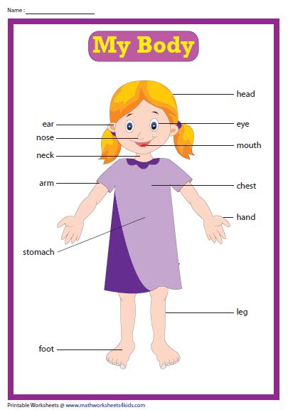 Parts Of The Body Printable Chart