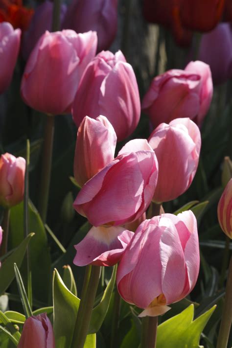 Pink Tulip Beautiful Flowers Flowers Planting Flowers