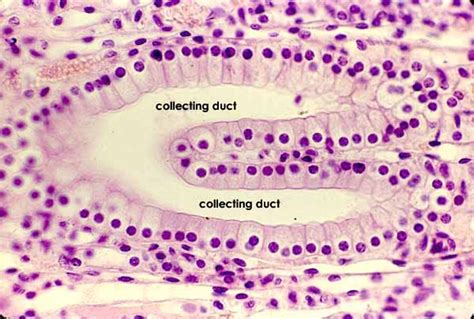 Kidney Histology Quiz S Tully Library Formative