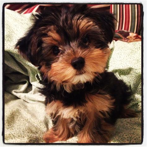 Pin by LoLo W on Puppies | Cute dogs, Morkie puppies, Cute dog pictures