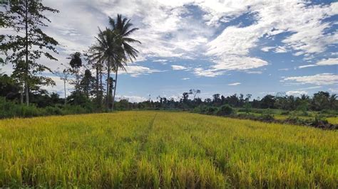 Kementan Targetkan Produksi Padi Nasional Capai Juta Ton Di