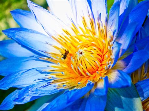 Blue Egyptian Water Lilies Stock Image Image Of Lily 14175739