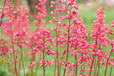 32 Gorgeous Pink Perennial Flowers That Will Bloom Forever In 2020